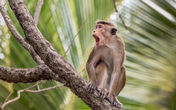 How to install type monkey in after effects How to install type monkey in after effects